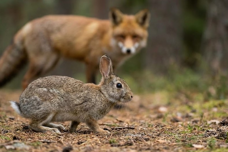 弱肉強食の描写から生き抜く力を学ぶ教育的価値